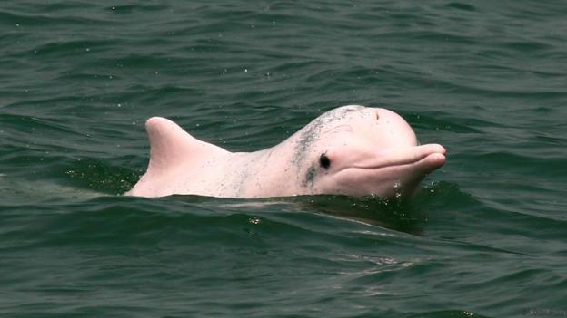 Anavilhanas Jungle Lodge Tours - Pink Dolphin Anavilhanas Jungle Lodge Tours - Pink Dolphin