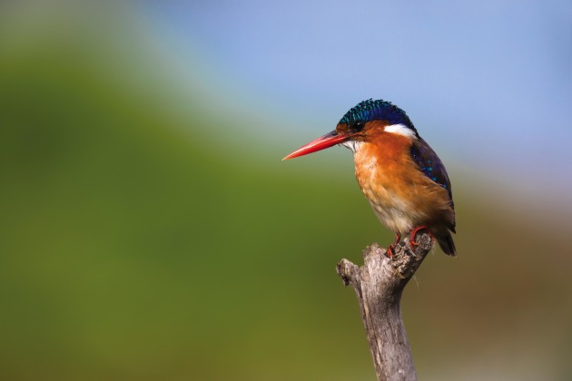 For pictures as sharp as this fellow's beak you need to develop brilliant bracing techniques and an obsessive mindset about keeping still. Canon EOS 1DX, 500mm f4 lens plus 1.4 x converter, 1/800s @ f/8, ISO 320.