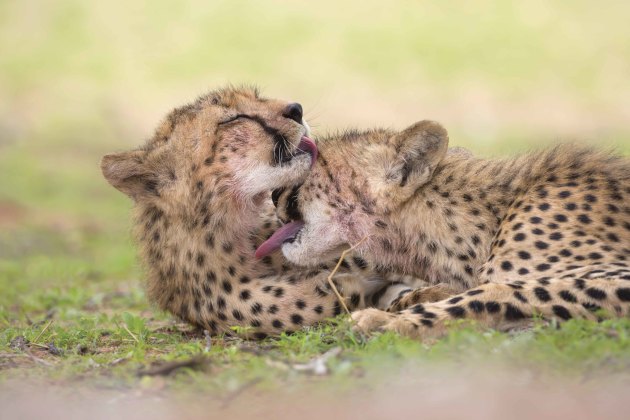 In low light conditions, such as photographing this cheetah grooming her cub in the shade just after sunrise, we use bean bags where possible when shooting from the vehicle – even with IS/VR technology.
Canon EOS 5D Mark III, 100 to 400mm f4-5.6 lens, 1/500s @ f/11, ISO 1600.