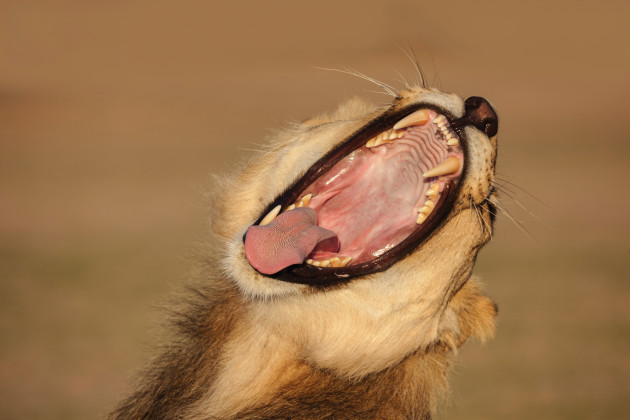 For pictures as sharp as this guy's teeth you need to develop brilliant bracing techniques and an obsessive mindset about keeping still. Canon EOS 5D Mark III, 100mm to 400mm f4-5.6 zoom lens, 1/800s @ f/8, ISO 400.