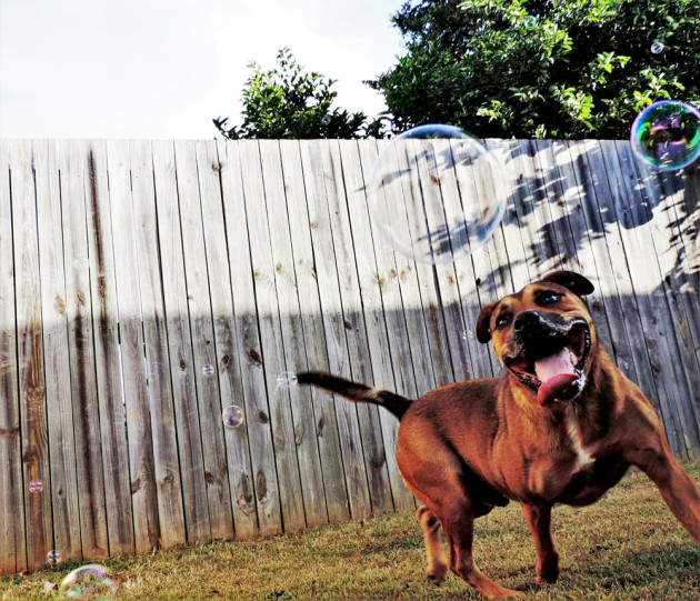 Bubble chasing dog © Vanessa