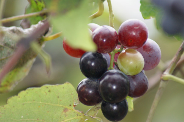 Grape_Plant_and_grapes1