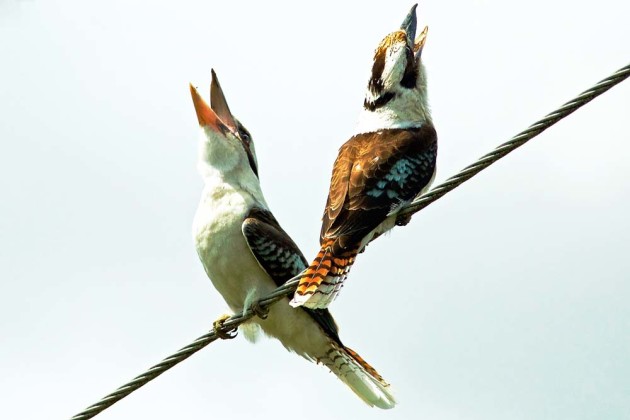 Iconic Laughing Kookaburras by Di