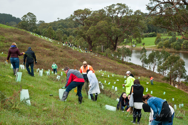 Jurlique-tree-planting-day-21