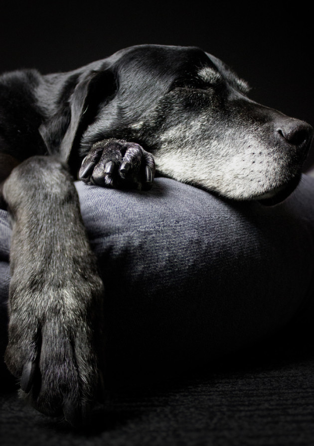 Sleepy Ol Man by Renee Hengst