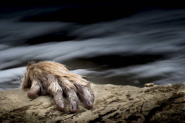 © Johan Siggesson, Sweden. WINNER - WILDLIFE (SINGLE IMAGE CATEGORY). Jigokudani, Yudanaka, Japan. Photographing the Snow Monkeys in Hell Valley in Japan is easy. They are everywhere, they are close and they are not afraid. I noticed that if I composed the image in a certain way it would look like an almost human-like creature is climbing up from below.