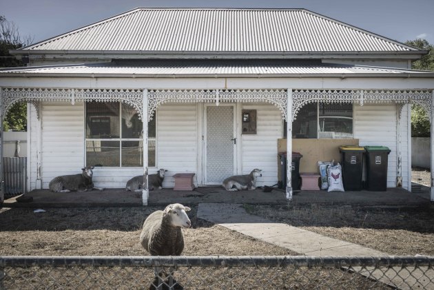 The Lambs. A family of sheep taking shade under a veranda in country Victoria © Deborah Bonney.