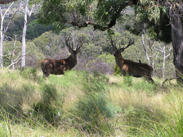 Red stags by two