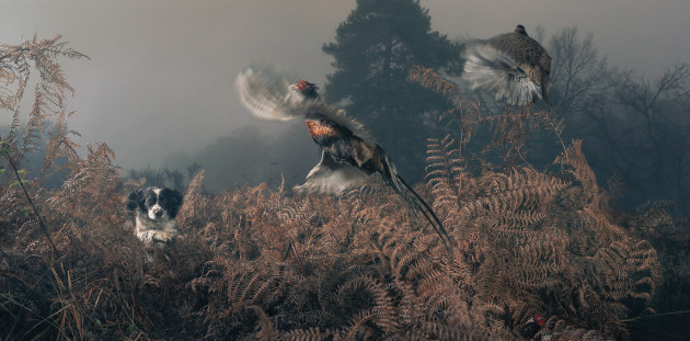 Penny working the bracken, 2009. © Tim Flach.