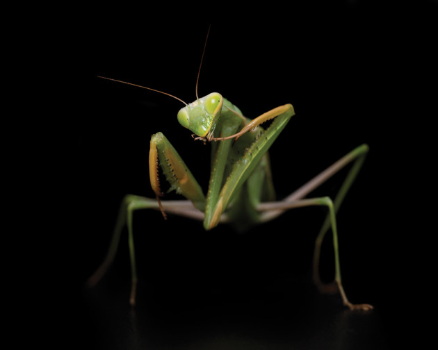 Praying mantis, 2014. © Alex Cearns.