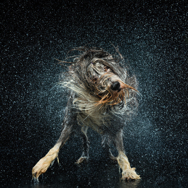 Sonic, the Bearded Collie loves to play in the water. This photo has won many awards including Platinum Award and Grand Prize for Portraiture at WPPI 2014 and Gold Award at APPA 2013. © Ken Drake.