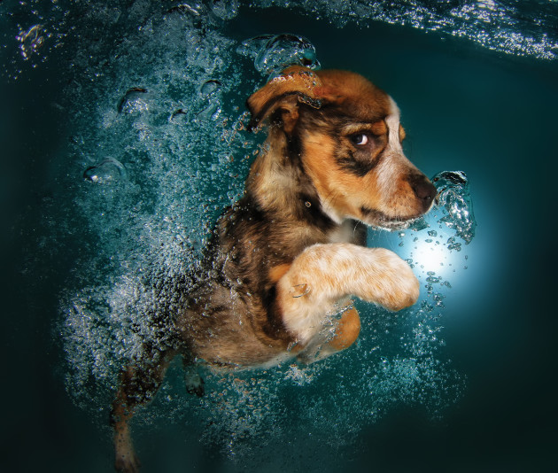 Ginger, the Border Collie mix, from the book, Underwater Puppies. © Seth Casteel.