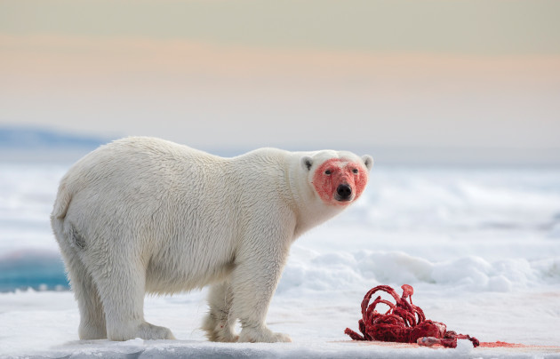 A polar bear stares up from a fresh seal kill on the pack ice at 81° , north of Svalbard under the midnight sun. © Joshua Holko.