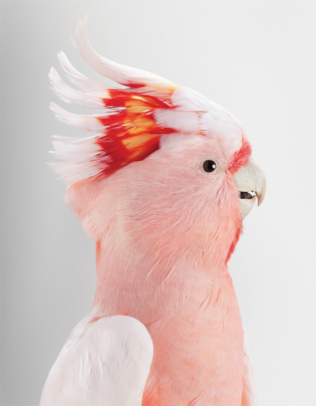 Neville, Major Mitchell Cockatoo, 2012 inkjet print, 80 x 62.8cm. Courtesy Tim Olsen Gallery, Sydney. © Leila Jeffreys.