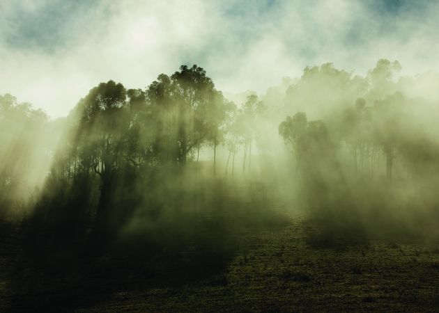 © Simon Harsent. Morning Mist in the Snowy Mountains.