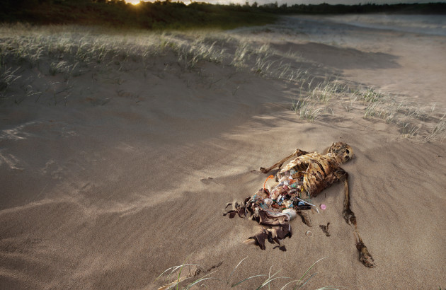 Surfrider campaign. “Our oceans aren’t the only ones in danger.” Advertising Photographer of the Year at the International Photography Awards NYC & Australasian Writers & Art Directors Awards. © Adam Taylor.
