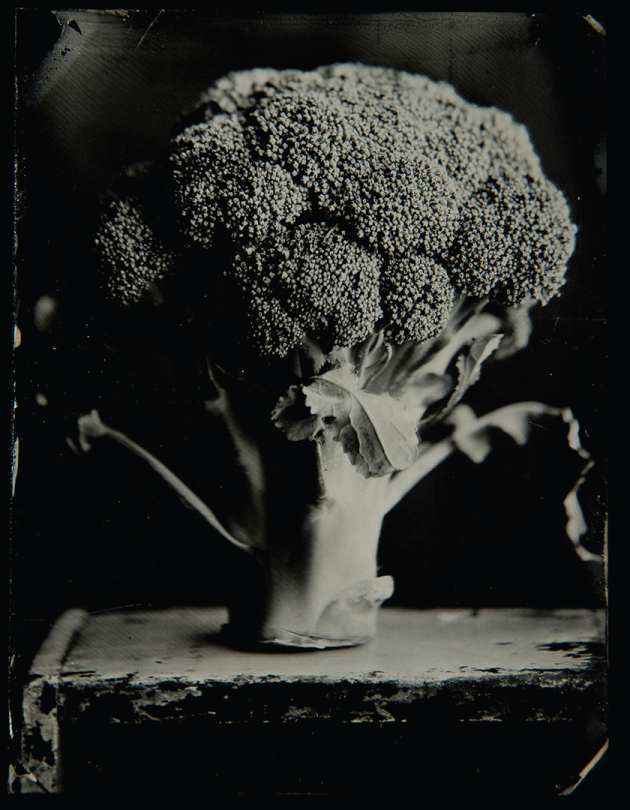 Broccoli, 1/4
plate black glass
ambrotype. © Chuck Bradley.