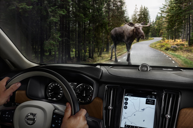 Think massive red roo instead of terrifyingly large, jurassic era-looking moose.