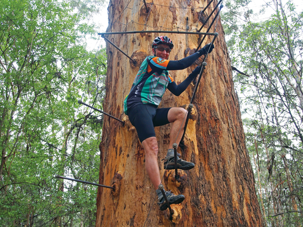 Climbing the 72 metre high Gloucester Tree at Pemberton.