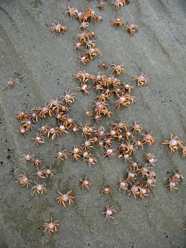 Soldier Crabs at Vrilya Point