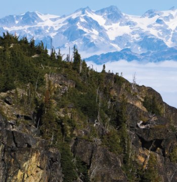 The Whistler Phenomenon