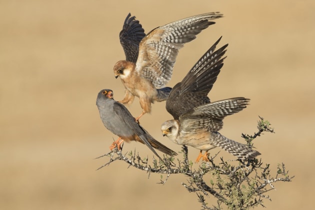 Amir Ben Dov, the Company of three. Amir spent many days observing the strange relationship between these three red-footed falcons. The grey male and two young females were often together, in close physical contact, preening and touching. Here, one female nudges the male with its claw then flies up to make space for the third bird. The reason for their behaviour is a mystery. Despite being social birds, roosting and migrating in large colonies, red-footed falcons tend to maintain a degree of personal space. The closest relationships are usually pairbonds, or parents with first-year chicks. These birds will have been resting here in Israel on their way from eastern Europe to their wintering grounds in Africa.