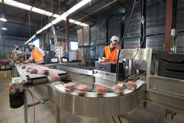 Strawberry packing line, Pinata Farms, Qld.