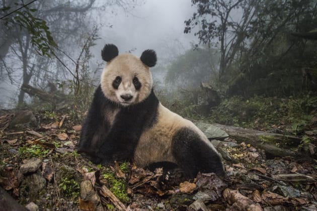 Ye Ye, a 16-year-old giant panda, lounges in a massive wild enclosure at a conservation center in Wolong Nature Reserve. Her 2 year old cub, Hua Yan (Pretty Girl) was released into the wild after two years of 