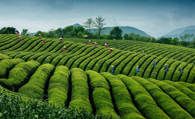 “Ripples in tea, China”. Harvest time ay a high-quality, ecological tea plantation in Jinlu village in China’s Zhejiang province. Honourable mention: Travel. (Photo by Hong Ding/SIPA Contest)