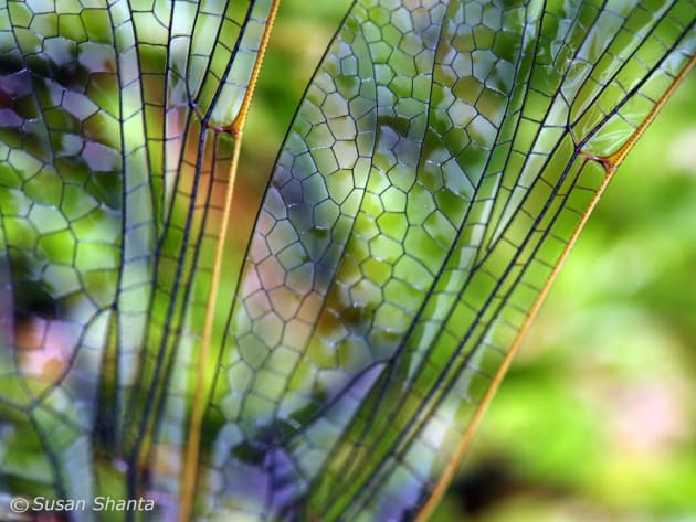 Dragonfly Wings by Susan Shanta.