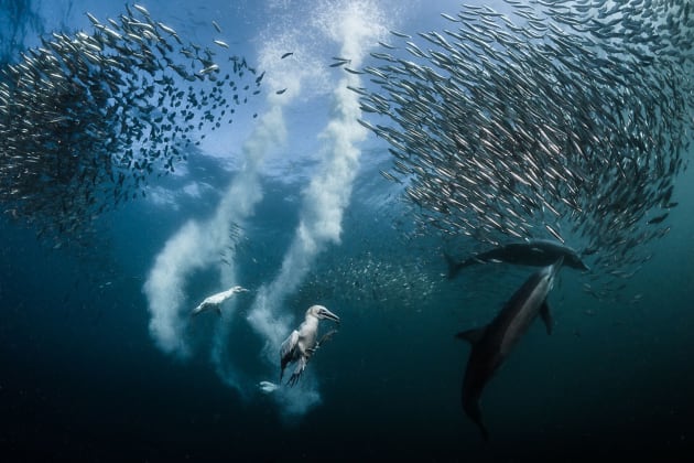 SIPAContest Photo of the Year. Greg Lecoeur, South Africa. 