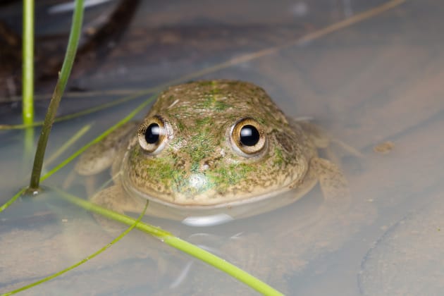 Water-holding frog. Canon EOS ID MkIV, 100 mm ED Macro lens, 1/60s @ f/20, ISO 320.