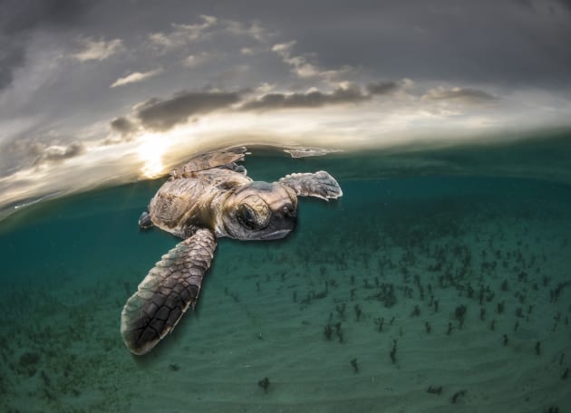 Take My Hand! A tiny hawksbill turtle backlit by the setting sun as it swims out to sea moments after hatching at Lissenung Island PNG. Shooting slow-sync flash brought the image to life by giving it a 3D effect.
© Matty Smith, Australia, Commended, Open, Wildlife, 2017 Sony World Photography Awards.