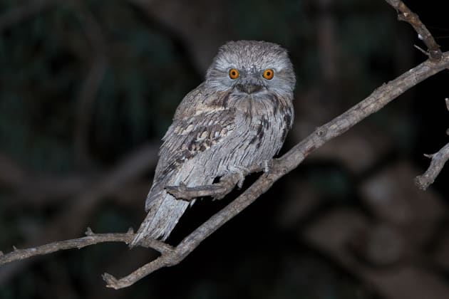 Tawny frogmouth. Canon EOS ID MkIV, 300 mm f/2.8 ED lens, 1/200s @ f/20.ISO 640.