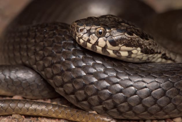 Ornamental Snake. Nikon D810, Nikon 105 mm Micro Nikkor G ED lens, 1/200s @ f/20, ISO 640.