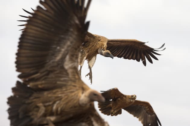 Individual raptors in flight one morning when vultures and eagles were coming down to a carcass. Shallow depth of field, focusing on a single bird and allowing the others to break the frame helped suggest how the birds were swirling around above us. Canon EOS 1DX, 100-400mm f4-5.6 zoom lens, 1/800s @ f/10, ISO 800.