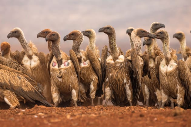 Ask yourself at the outset what it is about any herd, horde or flock that appeals to you; that you want to share with the viewer. We loved the way the shapes of these gathering vultures constantly repeated, like those cut-outs you make as a child and string up on the wall. Canon EOS 1DX, 100mm to 400mm f4-5.6 zoom lens, 1/400s @ f/8, ISO 800.