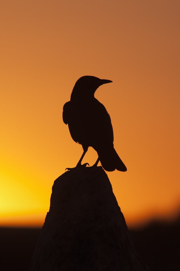 Simple subjects can work as well as exotic ones when rendered as silhouettes. Backlighting has the power to transform common wildlife subjects and elevate their beauty. Canon EOS 5D, 300mm f4 lens + 1.4x converter, 1/640s @ f/11, -1EV, ISO 200.