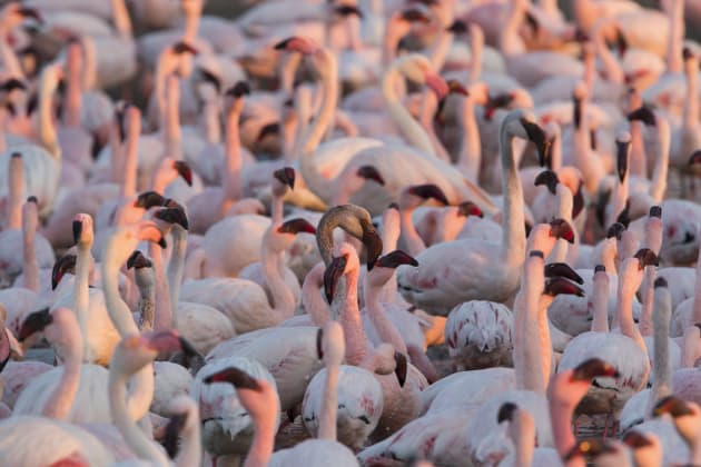 Finding the ‘odd one out’ in a crowd is one way to help make sense of large numbers of subjects and create a meaningful image. Canon EOS 1DX, 500mm f4 lens and 1.4x converter, 1/320s @ f/9, ISO 800.