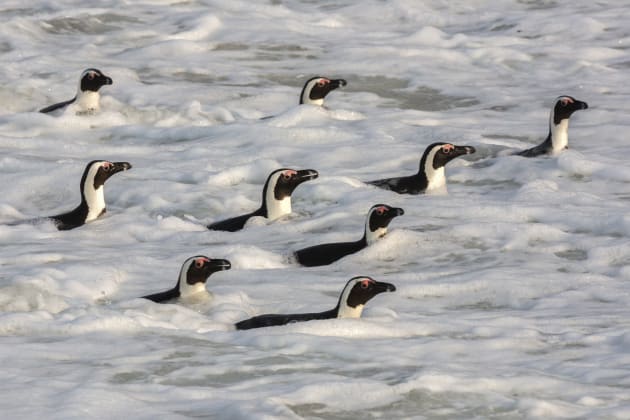 The trick to making appealing pictures of multiple wildlife subjects is to be deliberate when composing, as here, where it was important to wait for a group of surfing penguins that all faced the same way for the shot to be a success. Canon EOS 5D Mark III, 100mm to 400mm f/4-5.6 zoom lens, 1/1600s @ f13, ISO 800.