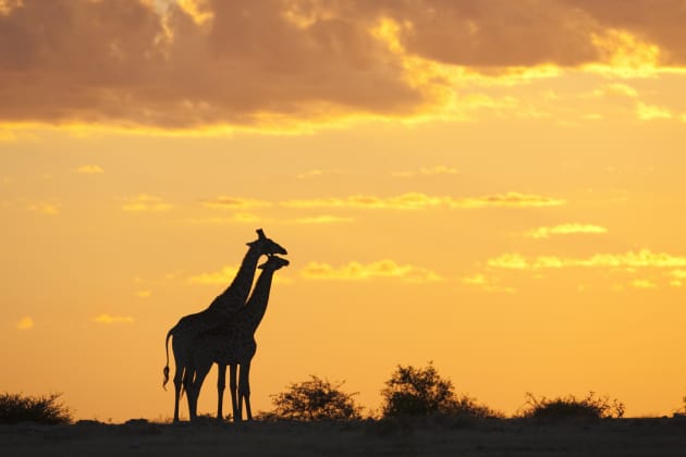 With subjects as distinct in profile as giraffes it’s possible to pull back and try some wildlife silhouette shots in the wider landscape. Make sure subjects stand proud of the horizon where you do this.
Canon EOS 5D, 500mm f4 lens, 1/1000s @ f/6.3, -1EV, ISO 500.