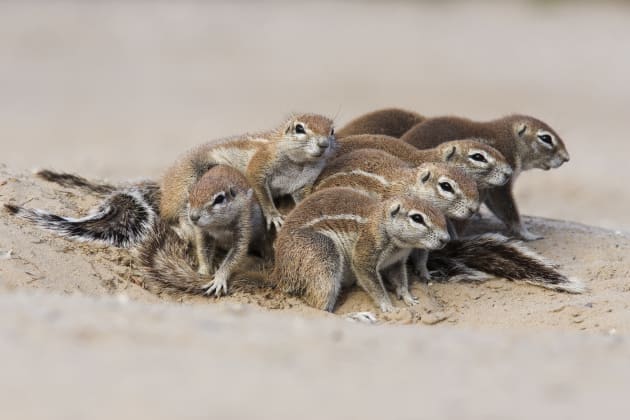 During the day ground squirrels disperse and scatter to feed, but at dawn and dusk they interact back at their burrow to reinforce their bonds. This is the time to photograph them in a huddle when great compositions form naturally.
Canon EOS 5D, 300mm f4 lens and 1.4x converter, 1/250s @ f/10, ISO 320.