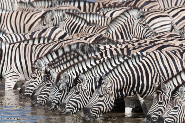 It was the repeat patterns of the animals bowing their necks to drink in the foreground here that attracted us here, giving us a clear route to making pictorial sense of such a large, but random gathering of zebra. Canon EOS 1DS Mark II, 500mm f4 lens + 1.4x converter, 1/320s @ f/13, ISO 160.