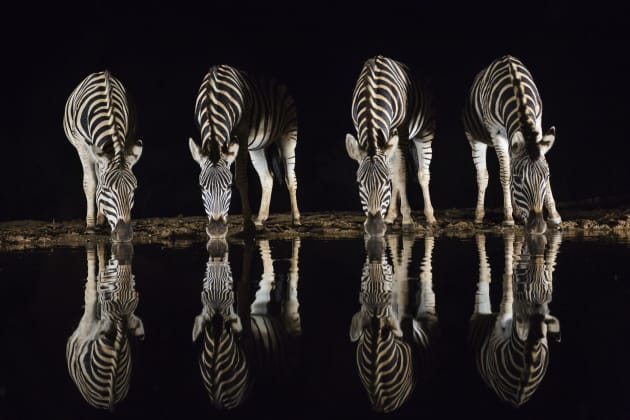 School yourself to look at groups of subjects in terms of the shapes and designs they can make within the frame of your image like these zebra with their reflections at night. Canon EOS 5D Mark III, 17-40mm lens, 1/60s @ f/4.5, -2EV, 
ISO 2000.