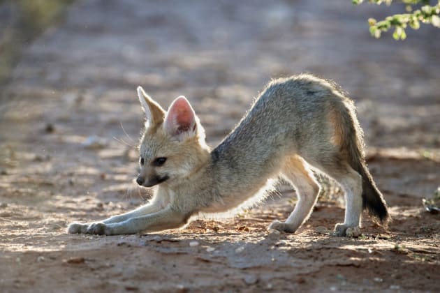 Rimlighting is a great way to photograph both young and baby animals. As with this Cape fox cub the backlighting helps soften the subject’s shape further stressing their vulnerability and immaturity. Canon EOS 1Ds Mark II, 500mm f4 lens, 1/320s @ f/6.3, ISO3 20.