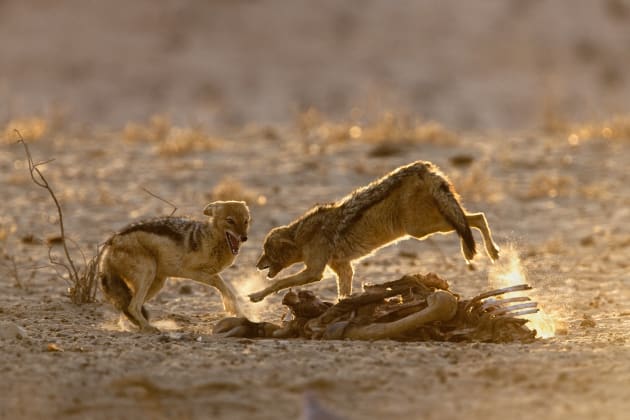 Shooting into the light was our only option to capture the behavior of these squabbling jackals at a kill, since there was no other approach to our subject. Luckily it played into our hands – the rimlit fur enhancing the shapes nicely in the late light and simplifying what could have been a quite messy image. Canon EOS 1Ds Mark II, 500mm f4+1.4 x converter, 1/400s @ f/7.1, ISO 400.