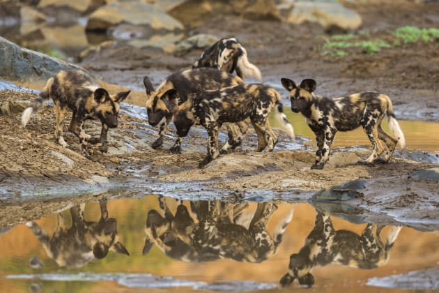 No isolation of subjects, no clean shape or design, a muddled background and confusing reflections – there’s no order in the chaos here as these wild dog pups chase about. Yet the rich colours and organic swirling shapes have lots of appeal for us in this rule-breaking image. Canon EOS 1DX, 100mm to 400mm f/4-5.6 zoom lens + 1.4x converter, 1/160s @ f7.1, ISO 1000.