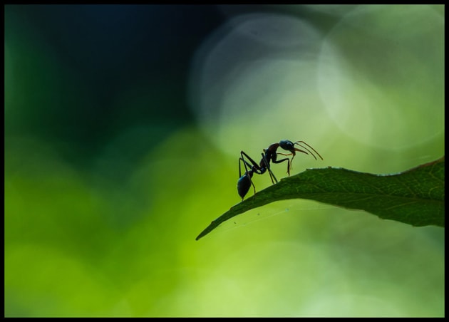 Ant Dance by Brad Smith