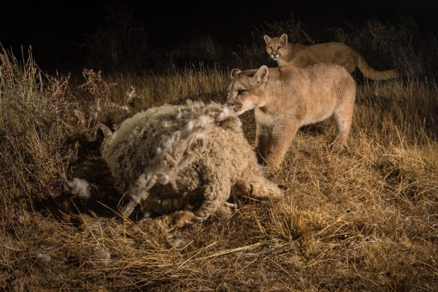 Pumas eating a sheep, outskirts of Torres del Paine National Park, Chile
Canon 7DII, Sigma 15 mm fisheye, f/13, 1/160, ISO 200, 2 flashes off-camera, wireless remote cable release
Radio flash triggers, a wireless remote, and 2 flashes held on sticks with Gorilla pods allowed me to use a very quick and improvised setup to photograph this amazing scene at night in Patagonia.