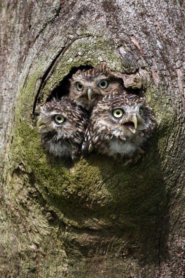 Family units, like this clutch of young little owls, are an obvious choice when photographing groups of wildlife, but make sure even if they’re quite closely huddled that you have enough depth of field to ensure the whole group is sharp. Canon EOS 5D Mark III, 100mm to 400mm f4-5.6 zoom lens, 1/200s @ f/16, ISO 320.